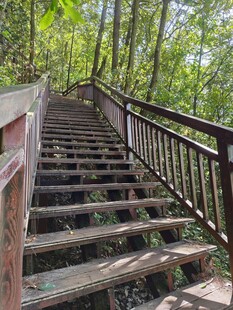 林间木质阶梯