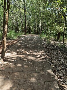 林间幽静步道