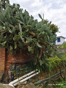 砖墙边繁茂的仙人掌植物