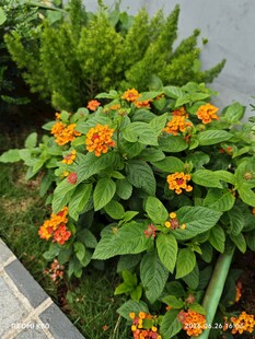 鲜艳橙花绽放绿叶间