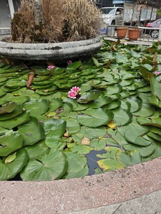 池塘睡莲景观