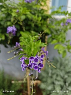 紫色花卉特写