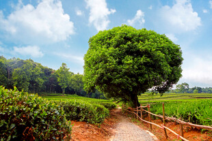乡间绿树小径田园美景