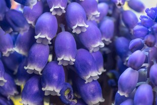 紫色风信子花特写