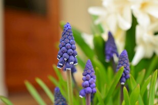 紫色葡萄风信子花卉