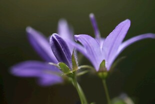 紫色风铃花特写