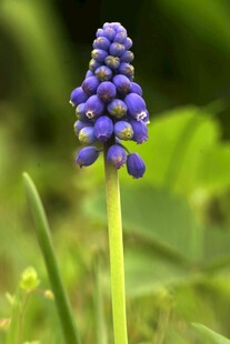 紫色葡萄风信子特写