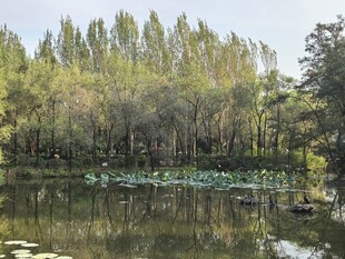 沈阳鸟岛湖畔绿树环绕的静谧风光