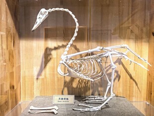 沈阳鸟岛 天鹅骨骼标本展示