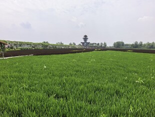 稻梦空间 绿色麦田风光