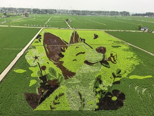 稻梦空间 田野巨型绿植艺术图案