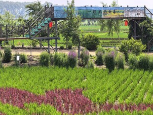 稻梦空间园风光中的多彩植物景观