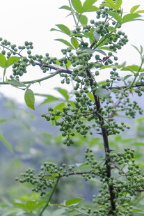 花椒树
