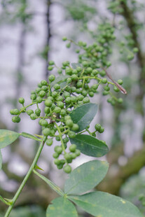 花椒树