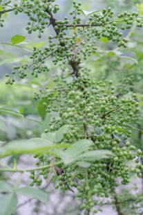 青花椒枝特写