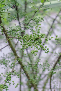 花椒树
