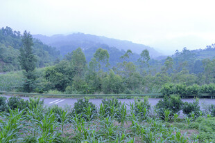 山间田野绿意盎然景象
