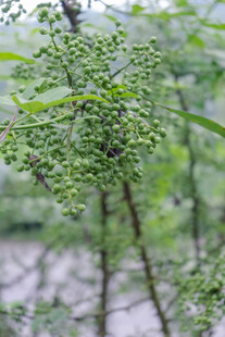 青花椒枝特写