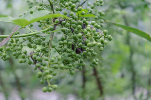 青花椒枝头特写