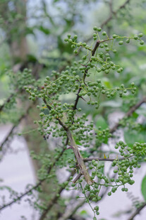 青花椒