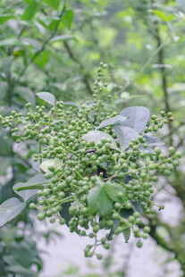 花椒树