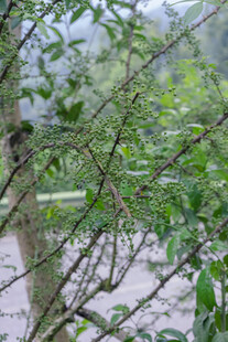 花椒树