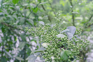 翠绿花椒植株特写
