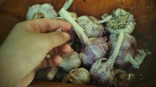 手抓新鲜大蒜