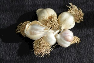 新鲜大蒜静物特写