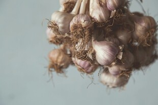 悬挂的新鲜大蒜