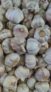 大量新鲜大蒜堆在一起