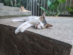 猫咪