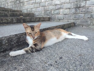猫咪