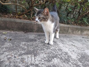 猫咪