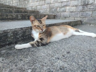 猫咪