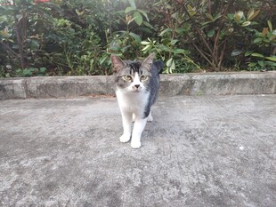猫咪
