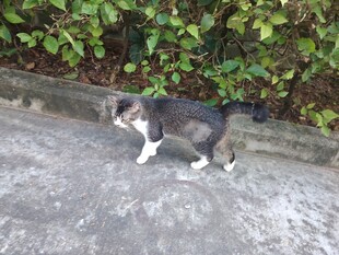 猫咪