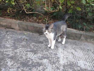 猫咪