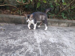 猫咪