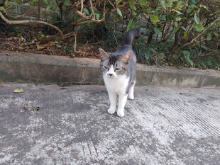 猫咪