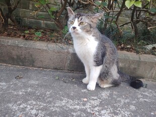 猫咪