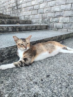 猫咪