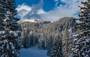 冬日雪覆山林美景