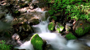 山间流水青苔景致