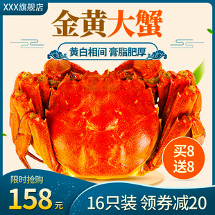 金黄大蟹促销16只仅158