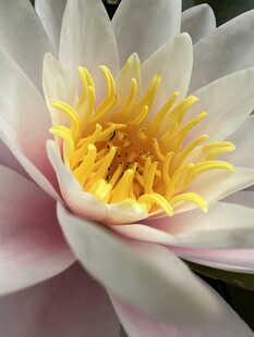 睡莲