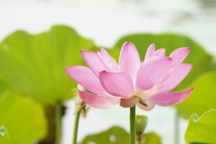 荷花绽放