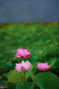 荷花绽放