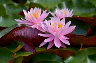 睡莲