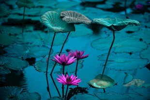 莲花